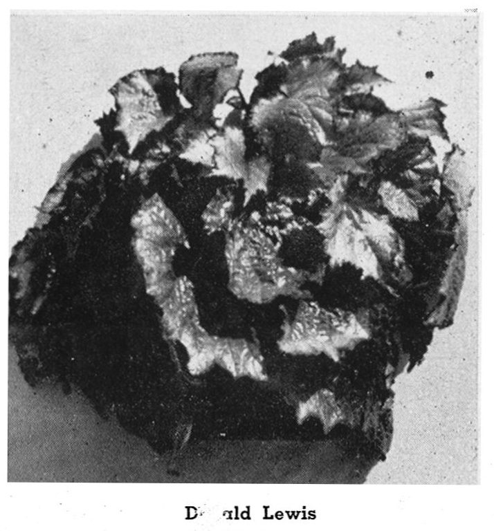 B. ‘Donald Lewis’